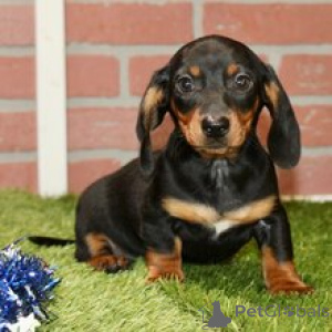Photo №1. dachshund - for sale in the city of Berlin | 671$ | Announcement № 170897