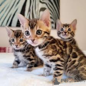 Photo №1. bengal cat - for sale in the city of Paris | 516$ | Announcement № 166777