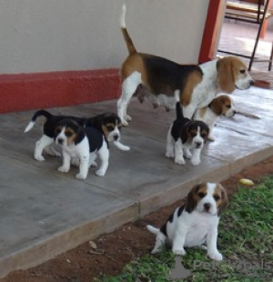 Photo №3. Home trained purebred Beagle puppies now available. Germany
