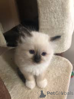 Photo №2 to announcement № 170873 for the sale of birman - buy in Finland private announcement, breeder
