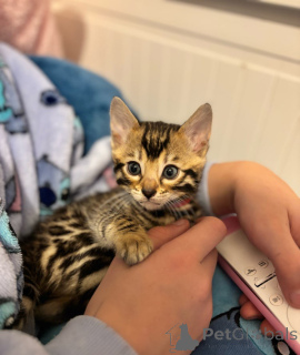 Photo №1. bengal cat - for sale in the city of Göttingen | 198$ | Announcement № 137214