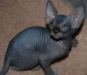 Photo №2 to announcement № 162802 for the sale of sphynx-katze - buy in Netherlands private announcement, breeder