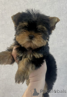 Photo №3. Puppies of the Yorkshire Terrier Mini. Russian Federation