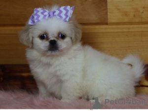 Photo №1. pekingese - for sale in the city of Berlin | 264$ | Announcement № 117320