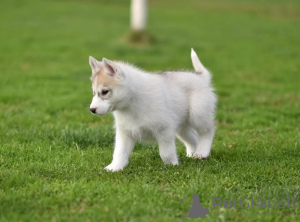 Photo №4. I will sell siberian husky in the city of Leskovac. private announcement - price - negotiated