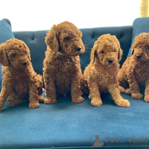 Photo №3. Labradoodle puppies Business WhatsApp 37256062792. Finland