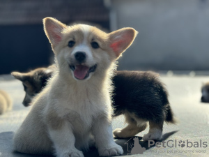 Photo №4. I will sell welsh corgi in the city of Bačka Topola. breeder - price - 1374$