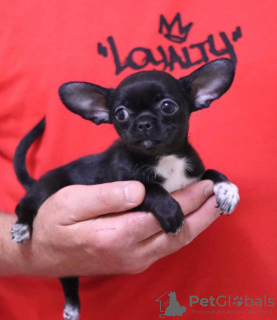 Photo №1. chihuahua - for sale in the city of Berlin | 275$ | Announcement № 97185