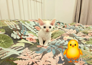 Photo №4. I will sell devon rex in the city of Hamburg. breeder - price - 900$