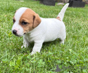 Photo №3. Jack Russell puppies for adoption.. Finland