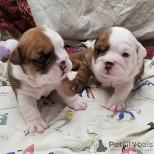 Photo №1. english bulldog - for sale in the city of Berlin | 400$ | Announcement № 38255