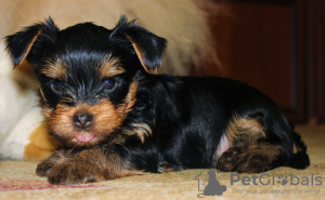 Photo №3. Yorkshire Terrier puppies for sale. Russian Federation