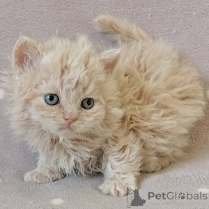 Photo №1. selkirk rex longhair - for sale in the city of LARNACA | negotiated | Announcement № 174857
