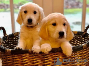 Photo №2 to announcement № 18139 for the sale of golden retriever - buy in Ukraine private announcement