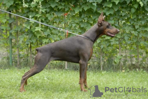 Additional photos: Dobermann puppies from kennel IMIDZ