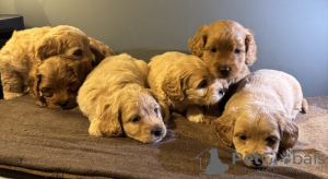 Photo №3. Süßer Maltipoo. Germany