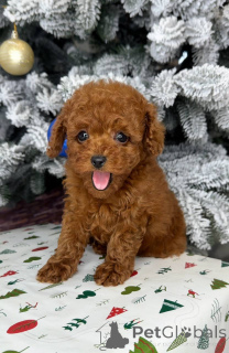 Photo №4. I will sell poodle (toy) in the city of Helsinki. private announcement, from the shelter - price - 568$