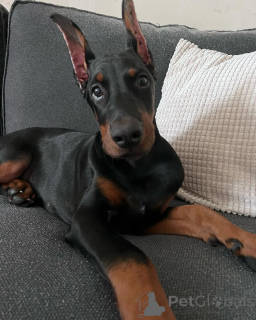 Photo №2 to announcement № 138751 for the sale of dobermann - buy in Germany private announcement