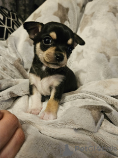 Photo №2 to announcement № 96872 for the sale of chihuahua - buy in United States private announcement