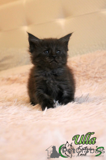 Photo №2 to announcement № 8901 for the sale of maine coon - buy in Russian Federation private announcement, from nursery, breeder