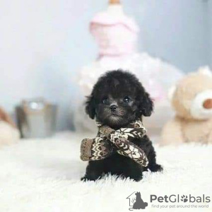 Photo №2 to announcement № 65051 for the sale of poodle (toy) - buy in Hungary private announcement