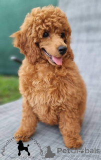 Photo №2 to announcement № 107647 for the sale of poodle (toy) - buy in Serbia 