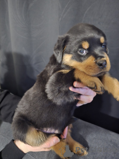 Photo №2 to announcement № 137914 for the sale of rottweiler - buy in Germany 