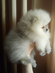 Photo №4. I will sell pomeranian in the city of Nizhny Novgorod. breeder - price - Negotiated