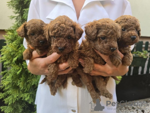 Photo №2 to announcement № 117211 for the sale of poodle (toy) - buy in Serbia breeder