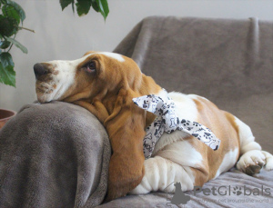 Photo №1. basset hound - for sale in the city of Москва | 675$ | Announcement № 13187