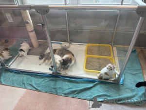 Photo №1. exotic shorthair - for sale in the city of Helsinki | 516$ | Announcement № 160874