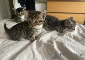 Photo №2 to announcement № 161183 for the sale of munchkin - buy in Germany breeder