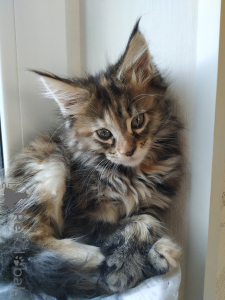 Photo №2 to announcement № 135369 for the sale of maine coon - buy in Russian Federation private announcement, from nursery, breeder
