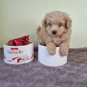 Photo №4. I will sell poodle (royal), poodle (toy) in the city of Helsinki. private announcement, from the shelter - price - 568$