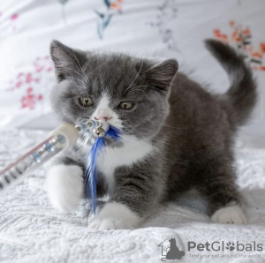 Photo №3. British shorthair. Germany