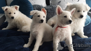 Photo №1. berger blanc suisse - for sale in the city of Płock | 983$ | Announcement № 46101