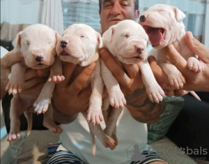 Photo №2 to announcement № 110711 for the sale of dogo argentino - buy in Serbia 