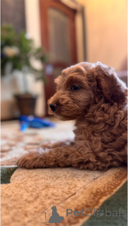 Photo №4. I will sell poodle (royal) in the city of Labinsk. private announcement - price - 406$