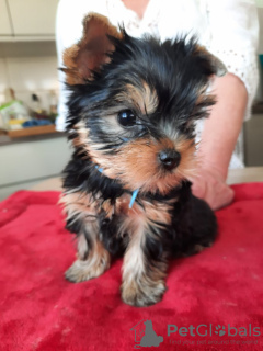 Photo №2 to announcement № 119472 for the sale of yorkshire terrier - buy in Slovakia private announcement