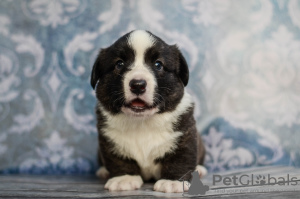 Photo №4. I will sell welsh corgi in the city of Kamenskoe. from nursery - price - 1171$
