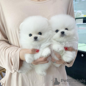 Photo №1. pomeranian - for sale in the city of Roosendaal | 447$ | Announcement № 20646