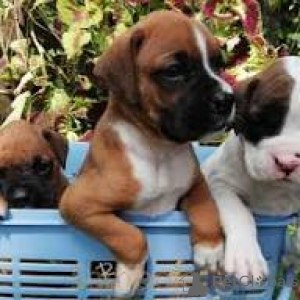 Photo №1. boxer - for sale in the city of Milan | 877$ | Announcement № 165798