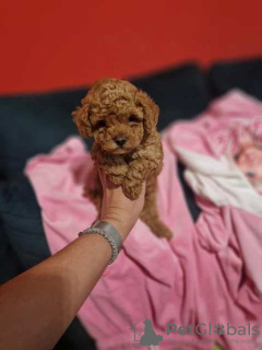 Photo №4. I will sell poodle (toy) in the city of Нови Сад.  - price - negotiated