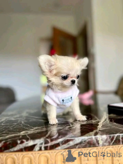 Photo №1. non-pedigree dogs - for sale in the city of Washington | 1000$ | Announcement № 168224