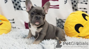 Photo №1. french bulldog - for sale in the city of Berlin | negotiated | Announcement № 95861