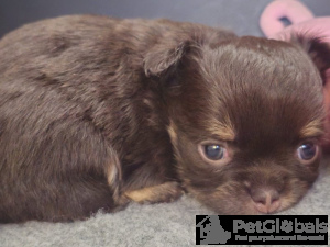 Photo №1. chihuahua - for sale in the city of Rüdersdorf | 941$ | Announcement № 134579