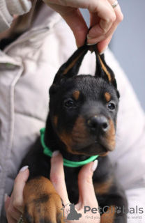 Photo №4. I will sell dobermann in the city of Belgrade. breeder - price - negotiated