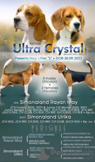 Photo №4. Mating beagle in Russian Federation. Announcement № 133040