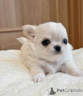 Photo №4. I will sell chihuahua in the city of Alabama. breeder - price - 259$