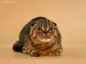 Photo №2 to announcement № 5928 for the sale of scottish fold - buy in Ukraine from nursery, breeder